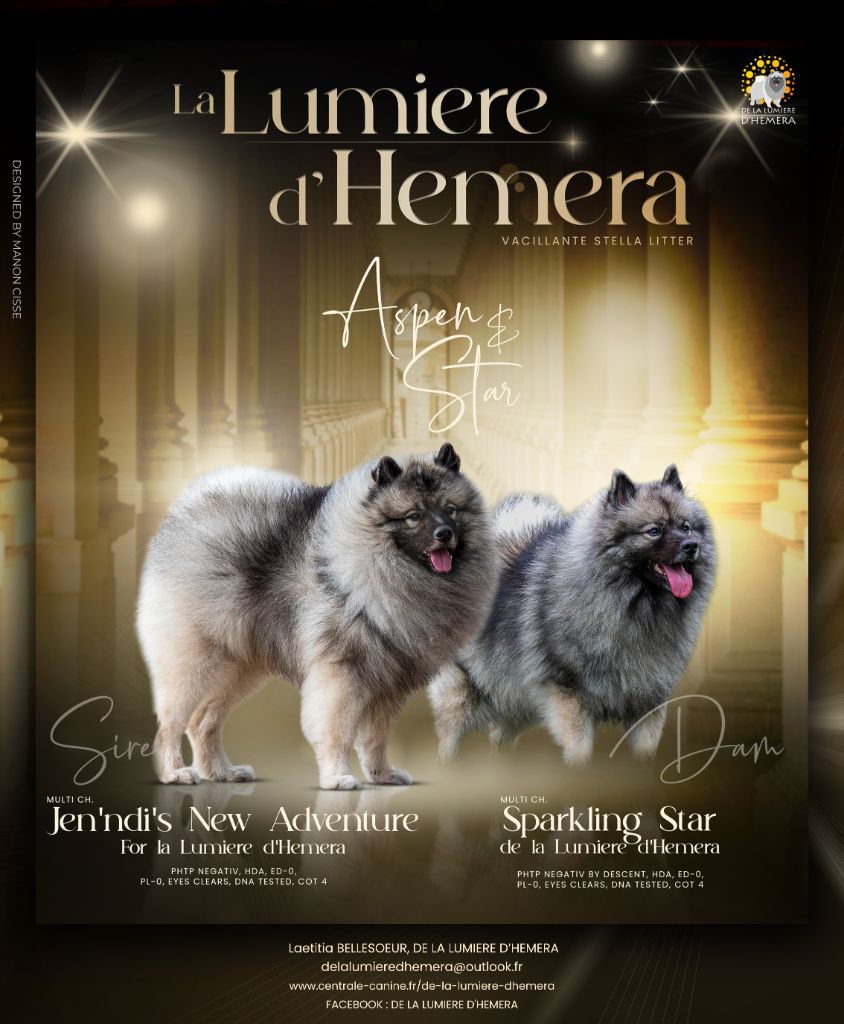 chiot Spitz allemand De La Lumière D'Héméra