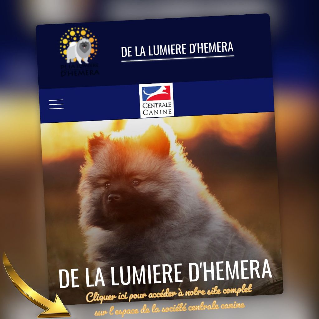 Cliquez ci dessous pour accéder à notre site complet  