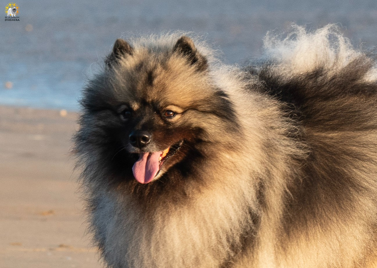 Marée Basse à La PLAGE D'OR ~ 04 2025 ~ Laicka & Poussiere d'Etoile de La Lumiere d'Hemera