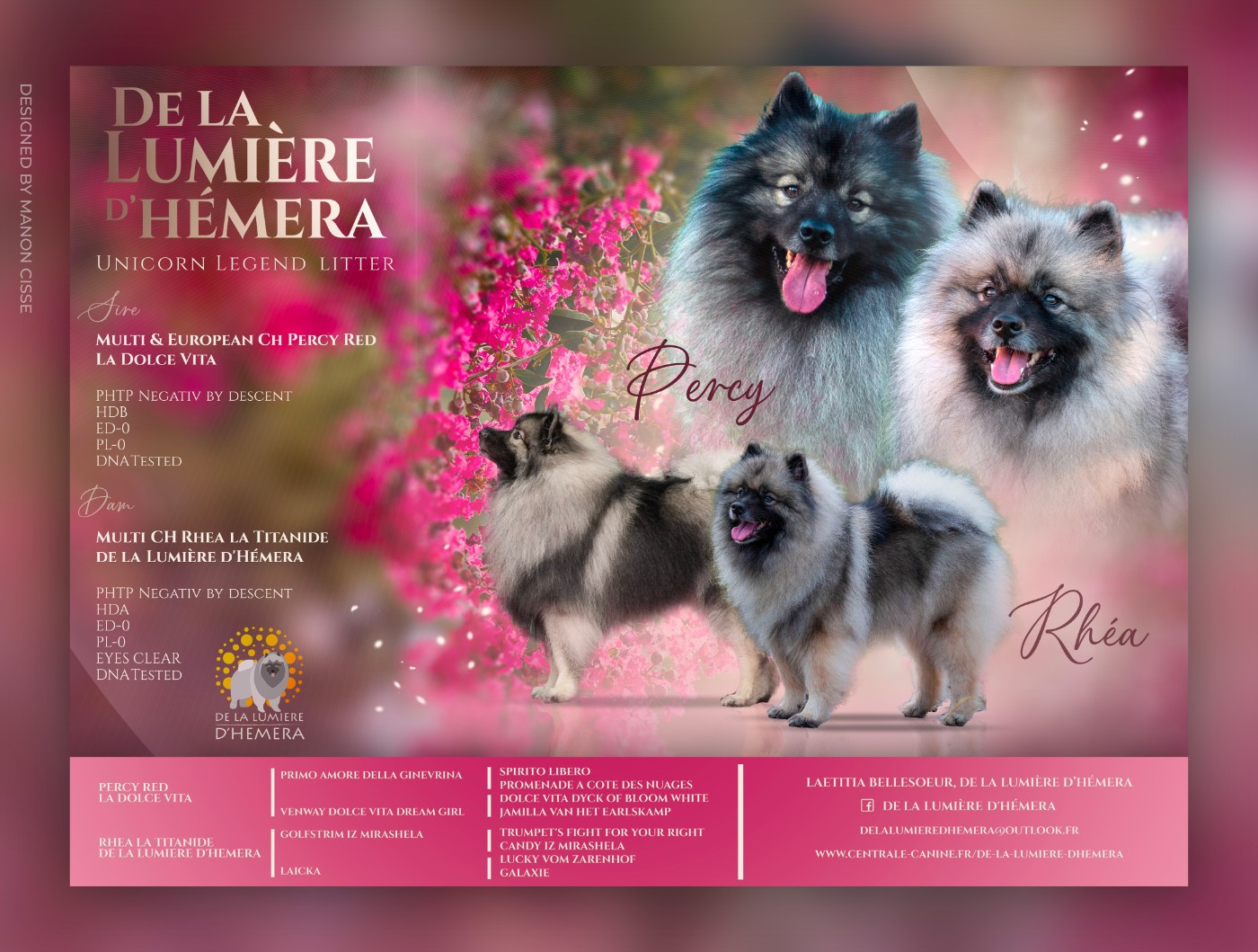 Portée 2023 ~UNICORN LEGEND Litter - Rhea * Percy Red La Dolce Vita