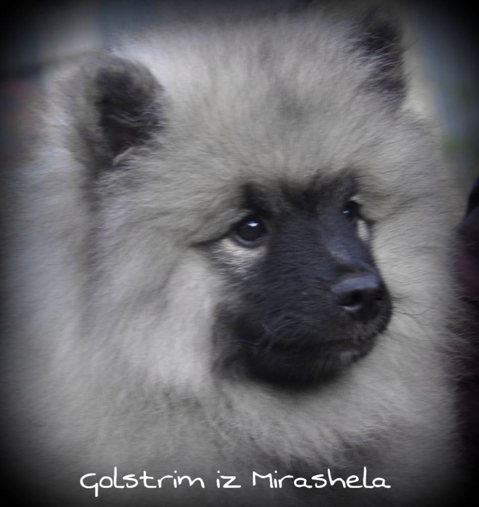 JCH CH Golfstrim iz Mirashela