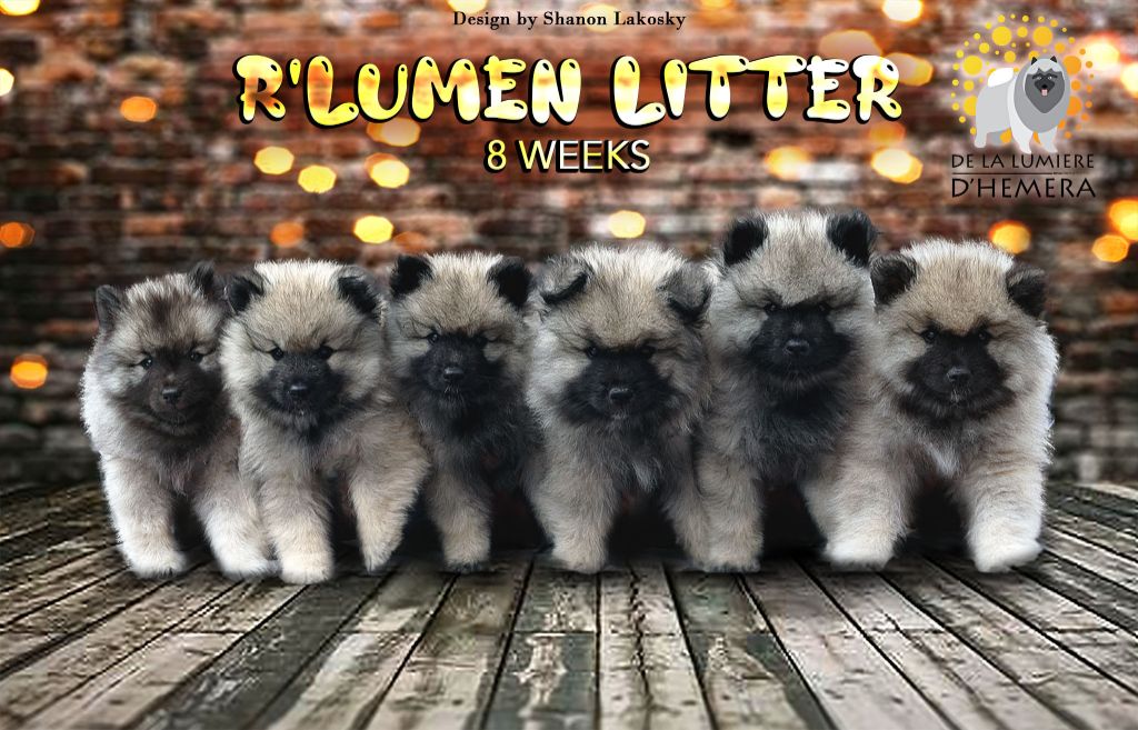 Portée R'Lumen Litter, née le 01/06/20