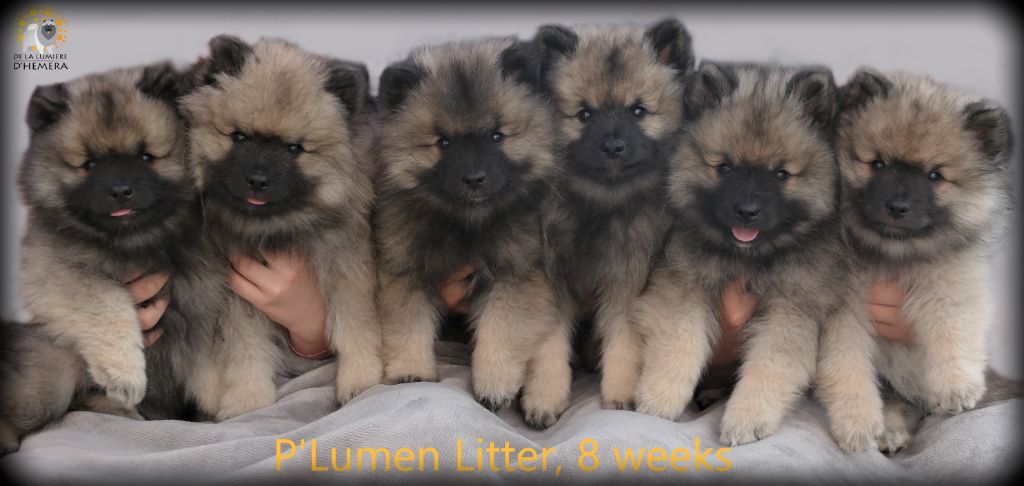 Portée P'Lumen Litter, née le 28 07 19