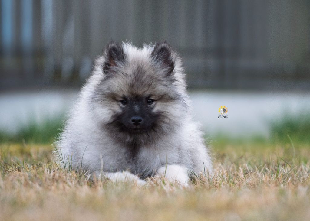 De La Lumière D'Héméra - Chiots disponibles - Spitz allemand