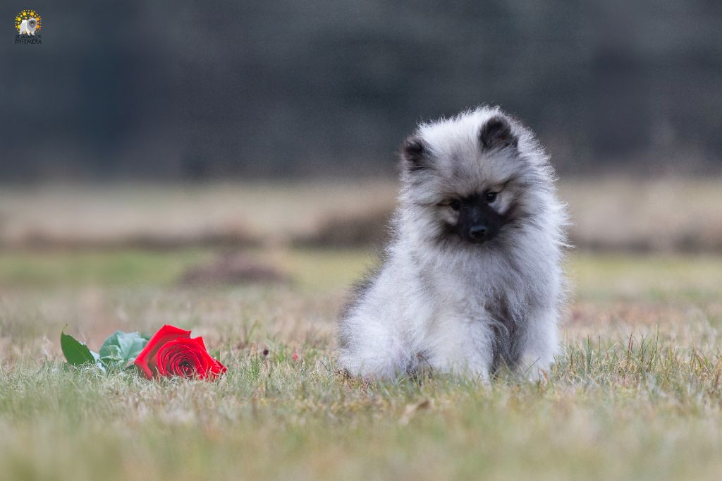 De La Lumière D'Héméra - Chiots disponibles - Spitz allemand