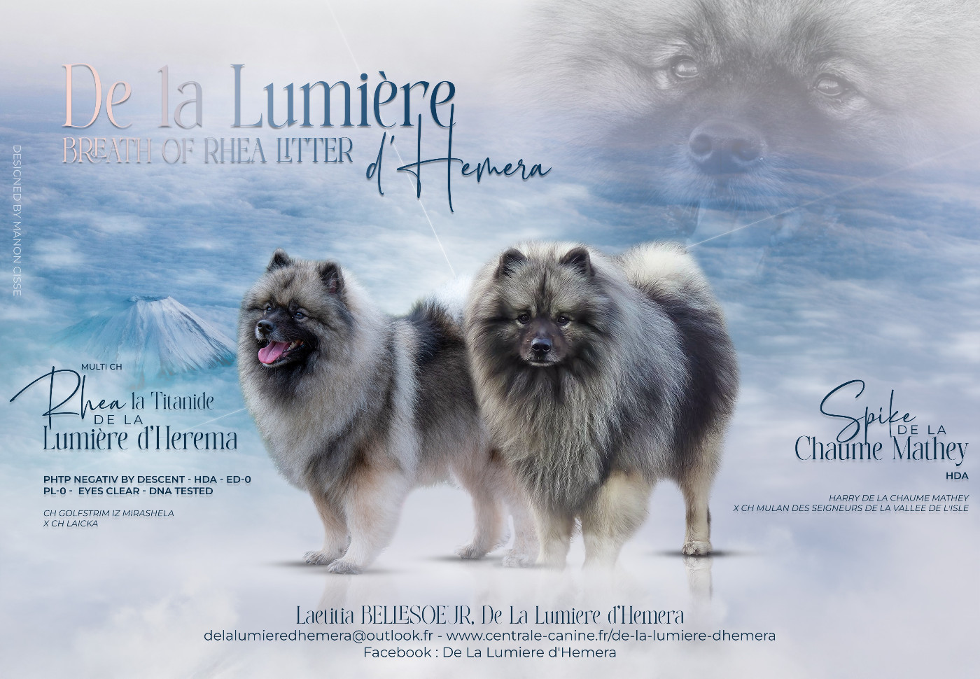 De La Lumière D'Héméra - Chiots disponibles - Spitz allemand