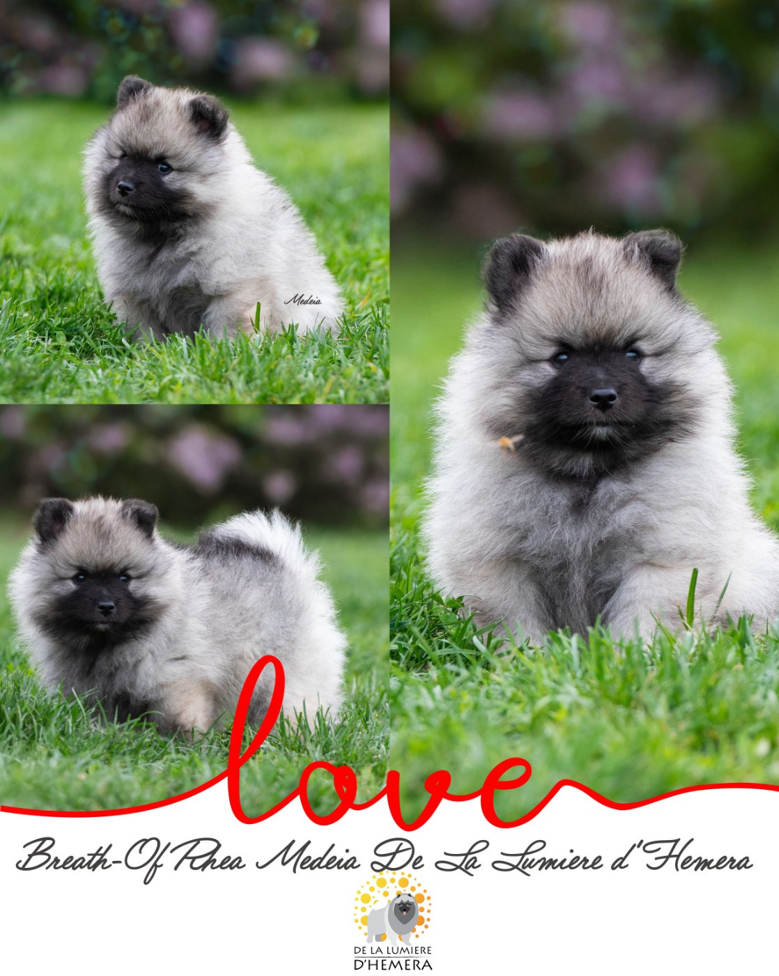 De La Lumière D'Héméra - Chiots disponibles - Spitz allemand