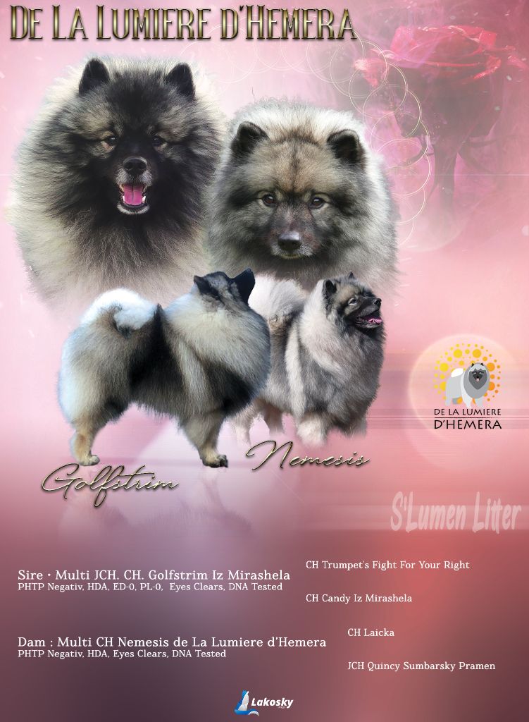 De La Lumière D'Héméra - Spitz allemand - Portée née le 07/03/2021