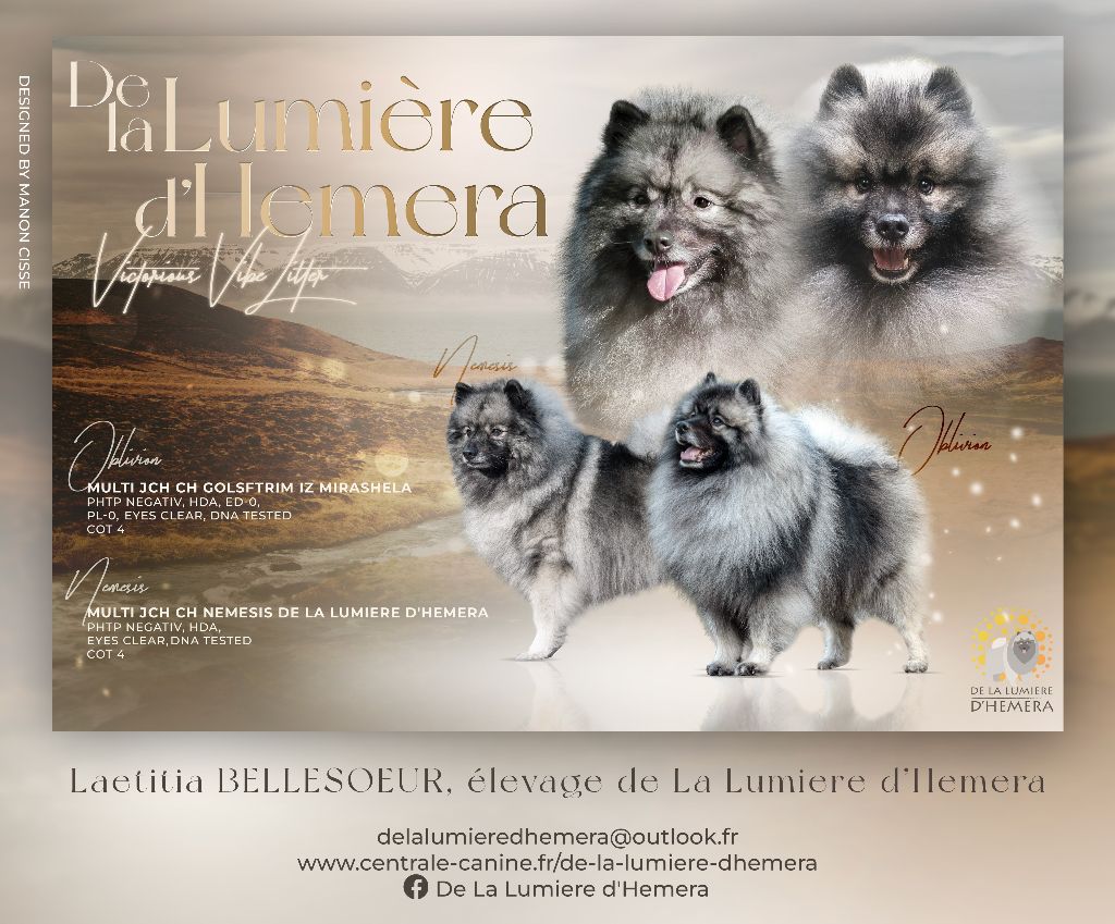 Chiot Spitz allemand De La Lumière D'Héméra