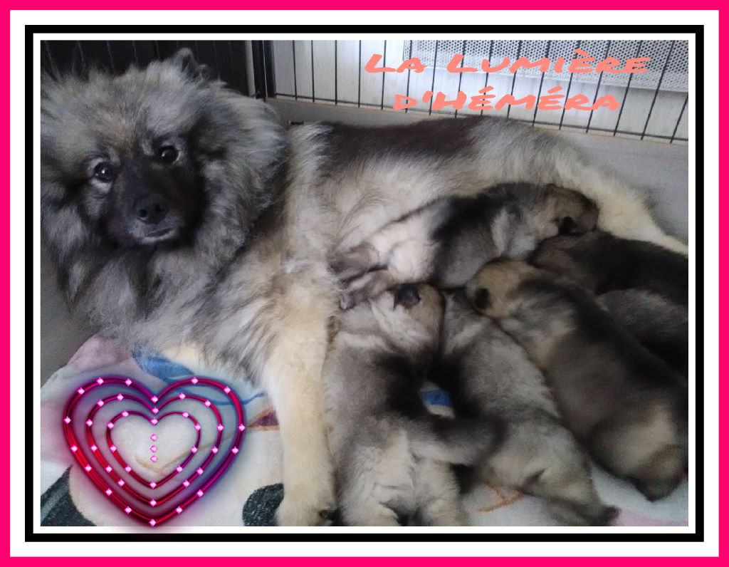 Chiot Spitz allemand De La Lumière D'Héméra