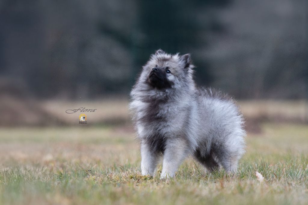 De La Lumière D'Héméra - Chiots disponibles - Spitz allemand